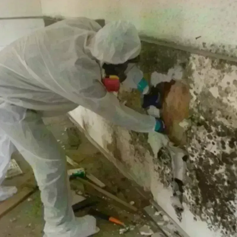 Mold Remediation and Removal in Albemarle, NC